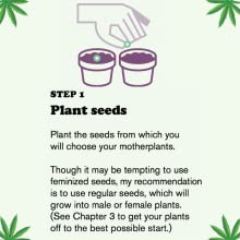 motherplants, weed